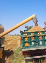 خرید گندم در خوزستان از ۲۶۰ هزار تن گذشت