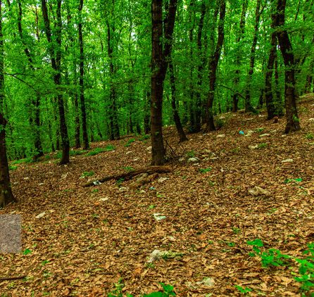نرخ زنده‌مانی جنگل در ایران بیش از ۶۵ درصد است