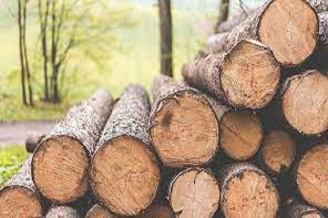 هرگونه بهره‌برداری چوبی از جنگل‌ها ممنوع است