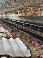 کاهش قیمت تخم‌مرغ در بازار/ تقاضای خرید در نیمه اول سال کم می‌شود