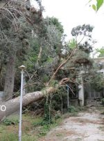 پیش‌بینی وزش باد شدید و احتمال شکستن درختان در البرز