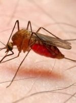 شناسایی ۶ بیمار مبتلا به مالاریا در خراسان شمالی