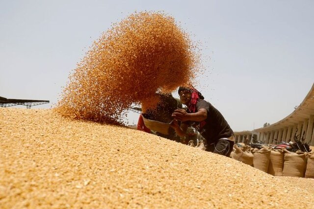 هند برای جلوگیری از افزایش قیمت گندم چه کرد؟