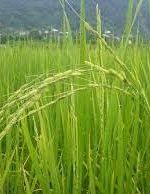 ظهور نخستین خوشه برنج در محمودآباد/تولید ۱۰۰ هزار تن شلتوک