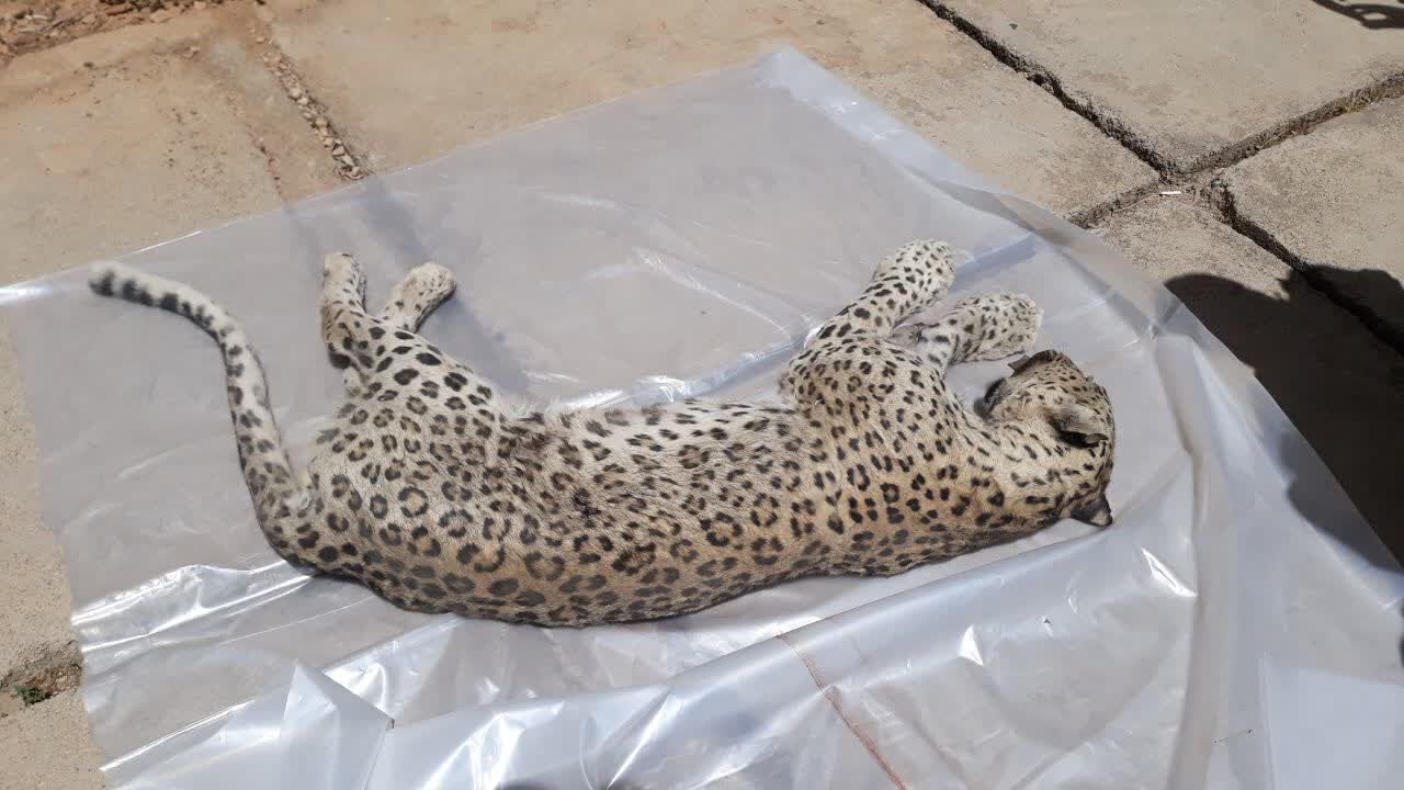 شلیک به طبیعت،پلنگ های دنا یک به یک شکار می شوند شلیک به طبیعت،پلنگ های دنا یک به یک شکار می شوند