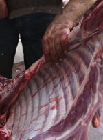 انهدام باند توزیع گوشت غیرمجاز ( اسب ) در پیشوا