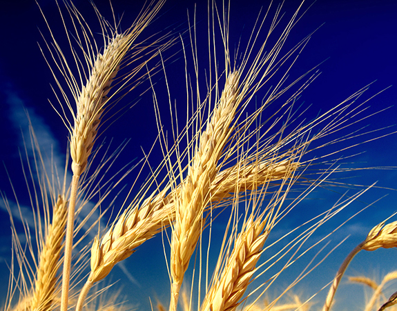 پیش‌بینی تولید ۱۱.۵ میلیون تن گندم در سال آتی/ ۱۵۶ همت مطالبات گندمکاران کشور پرداخت شد