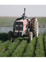 مبارزه با عوامل خسارتزا در ۶۲ هزار هکتار مزارع گندم و جو مازندران