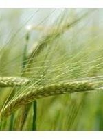 مبارزه با عوامل خسارت زا در ۴۴ هزار هکتار مزارع گندم و جو مازندران