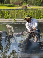 ممنوعیت کشت برنج در حوضه آبریز رودخانه کرخه در تابستان امسال