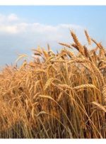 خرید ۱۲۰ هزار تن گندم از کشاورزان مازندرانی