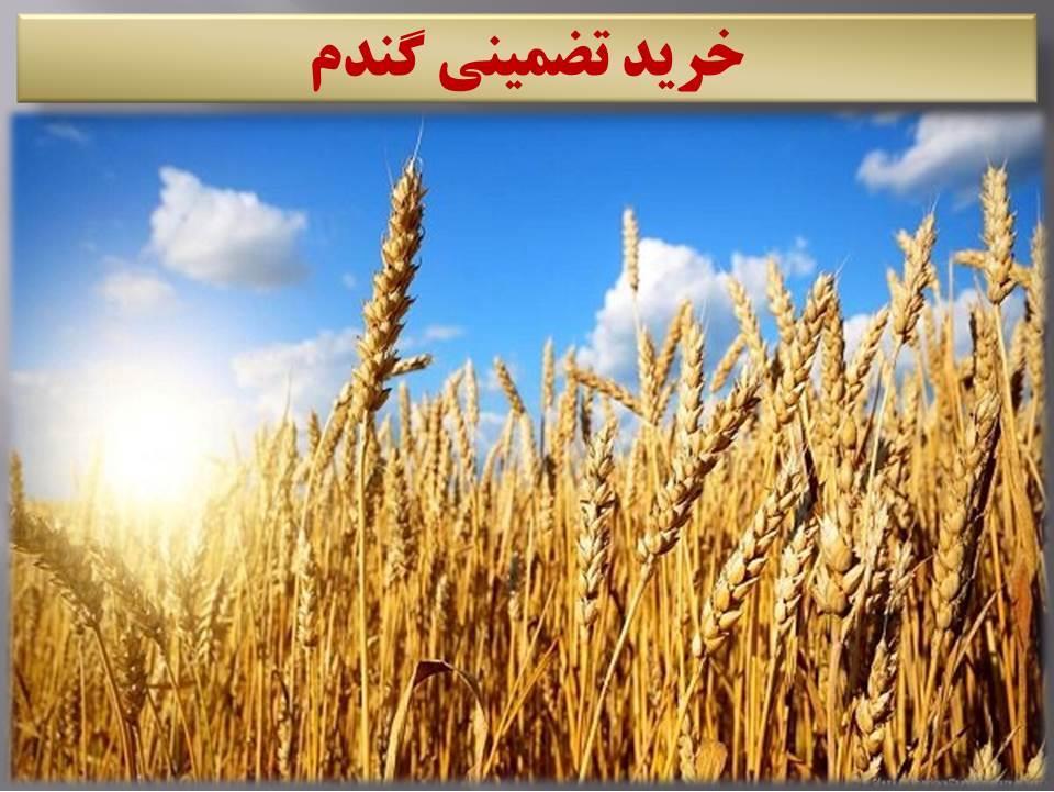 خرید ۶۵ هزار تن گندم از کشاورزان مازندرانی