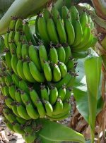 سیستان و بلوچستان در مسیر پیشرفت؛ رشد صادرات کشاورزی و کاهش وابستگی به واردات