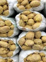 واردات ۵۰ هزارتن سیب زمینی در روز‌های آتی از پاکستان