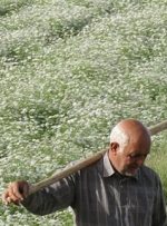 جشنواره گشنیز در سال ۱۴۰۴ در نهاوند برگزار می‌شود