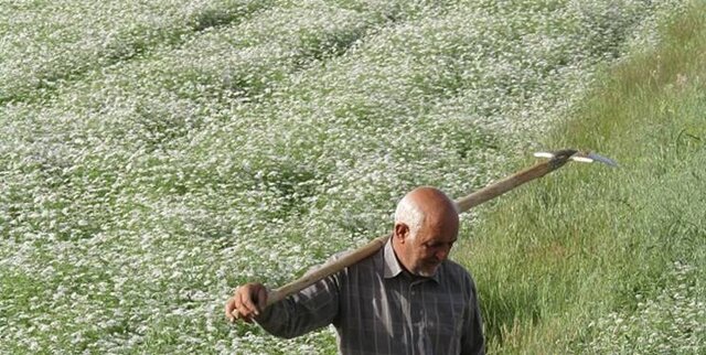 جشنواره گشنیز در سال ۱۴۰۴ در نهاوند برگزار می‌شود