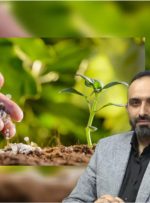 توزیع ۱۰۴۱ تن کود در مازندران، توزیع گسترده کود در مازندران آغاز شد