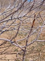 پایان هرس زمستانه انجیرستان های شهرستان استهبان