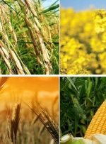 قیمت خرید تضمینی محصولات اساسی به زودی ابلاغ می‌شود