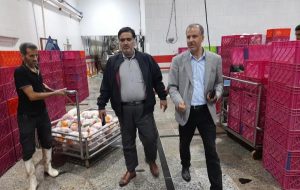 بازار مرغ در مازندران زیر ذره‌بین جهاد کشاورزی/ آرامش بازار مرغ را حفظ می‌کنیم+تصاویر