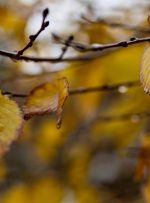 شروع بارش ها از اواسط هفته/کاهش آلودگی هوا از دوشنبه آینده