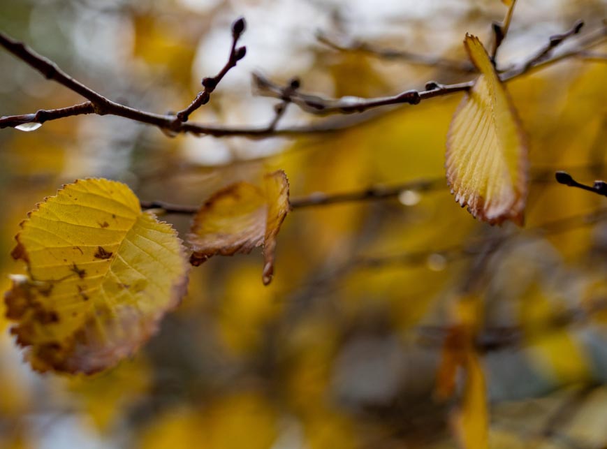 شروع بارش ها از اواسط هفته/کاهش آلودگی هوا از دوشنبه آینده