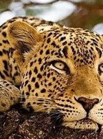 شناسامه‌دار کردن پلنگ در خراسان شمالی به دوربین تله‌ای نیاز دارد