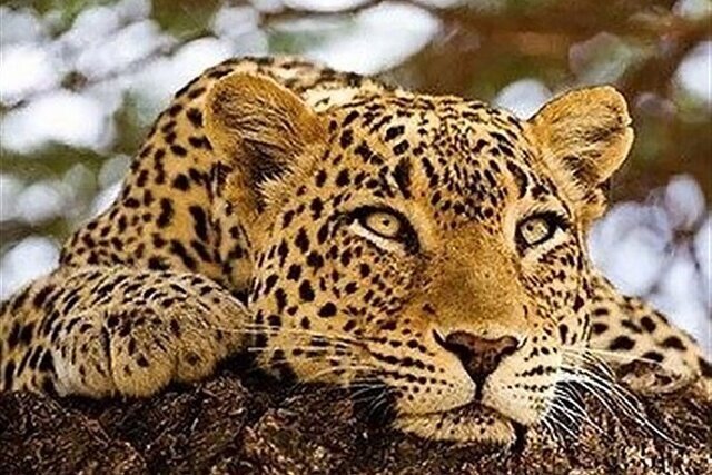 شناسامهدار کردن پلنگ در خراسان شمالی به دوربین تلهای نیاز دارد شناسامهدار کردن پلنگ در خراسان شمالی به دوربین تلهای نیاز دارد