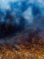 از بین رفتن خاک آلی چند میلیون ساله با آتش‌سوزی جنگل‌های الیت