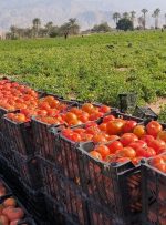 نماینده مجلس: هیچ تعرفهای بر صادرات گوجهفرنگی اعمال نخواهد شد نماینده مجلس: هیچ تعرفهای بر صادرات گوجهفرنگی اعمال نخواهد شد