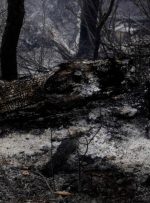 جمع‌آوری درختان شکسته و افتاده هیرکانی؛ طرحی که با آتش سوزی «الیت» دوباره سرزبان‌ها افتاد