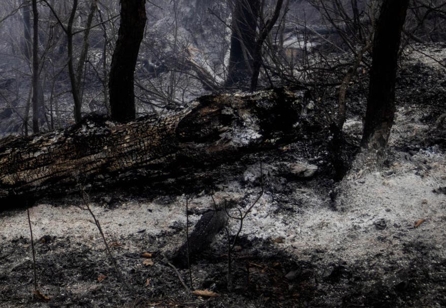 جمعآوری درختان شکسته و افتاده هیرکانی؛ طرحی که با آتش سوزی «الیت» دوباره سرزبانها افتاد جمعآوری درختان شکسته و افتاده هیرکانی؛ طرحی که با آتش سوزی «الیت» دوباره سرزبانها افتاد