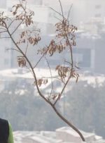 تداوم آموزش مجازی دانشگاه‌ها و مدارس استان تهران برای سه‌شنبه/دورکاری دستگاه‌های اجرایی تهران با نظر مدیران