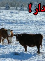 هشدار به دامداران مازندران