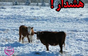 هشدار به دامداران مازندران