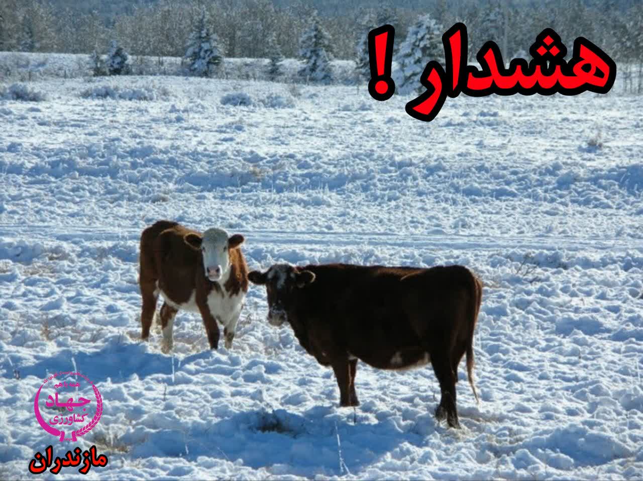 هشدار به دامداران مازندران