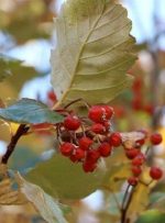 اجرای برنامه جامع حفاظت از یک گونه در معرض خطر انقراض