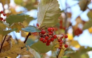 اجرای برنامه جامع حفاظت از یک گونه در معرض خطر انقراض اجرای برنامه جامع حفاظت از یک گونه در معرض خطر انقراض