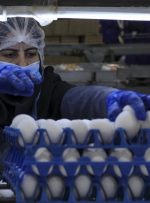 مقاومت بازار در برابر کاهش قیمت تخم مرغ