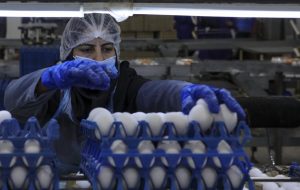 مقاومت بازار در برابر کاهش قیمت تخم مرغ