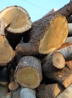 دستگیری ۷نفر به اتهام ۱۰۰مترمکعب چوب قاچاق در استان تهران