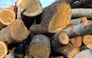 دستگیری ۷نفر به اتهام ۱۰۰مترمکعب چوب قاچاق در استان تهران