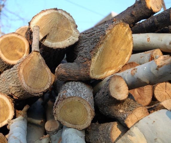 دستگیری ۷نفر به اتهام ۱۰۰مترمکعب چوب قاچاق در استان تهران