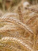 ثبت سفارش ذرت دامی و جو ‎آغاز شد