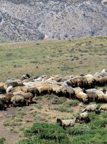 عشایر تهران از کوچ زودهنگام پرهیز کنند عشایر تهران از کوچ زودهنگام پرهیز کنند