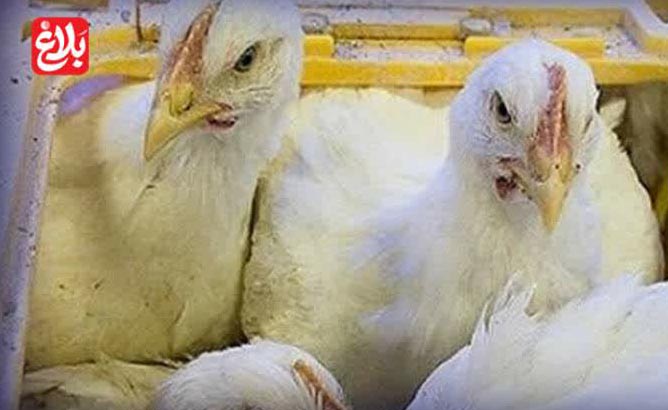 توقیف ۳ کامیون مرغ زنده بدون مجوز در آمل