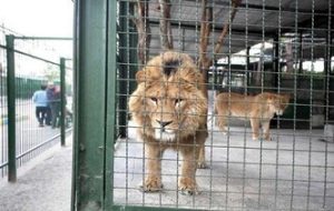 حیوانات باغ وحش دزفول به سرقت رسیدند حیوانات باغ وحش دزفول به سرقت رسیدند